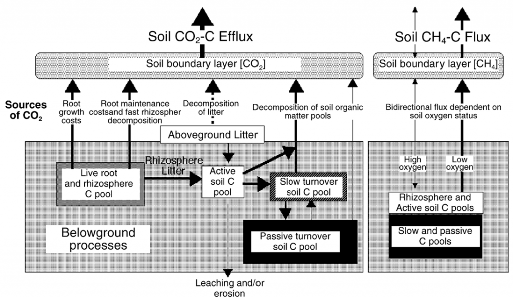 Schematic of the interacting processes involved in carbon storage and losses above and below ground